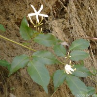 Jasminum flexile Vahl